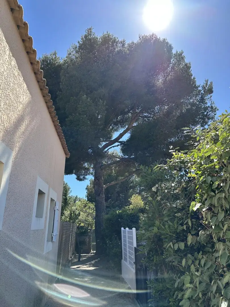 Abattage compliqué d'un pin à Bandol