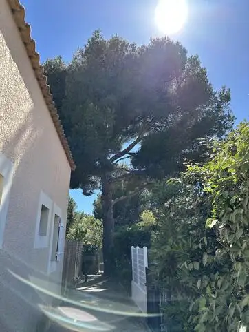 Abattage compliqu d'un pin  Bandol