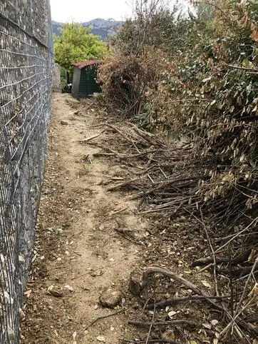 haie couche par la chute de la restanque suprieure (vue depuis restanque)