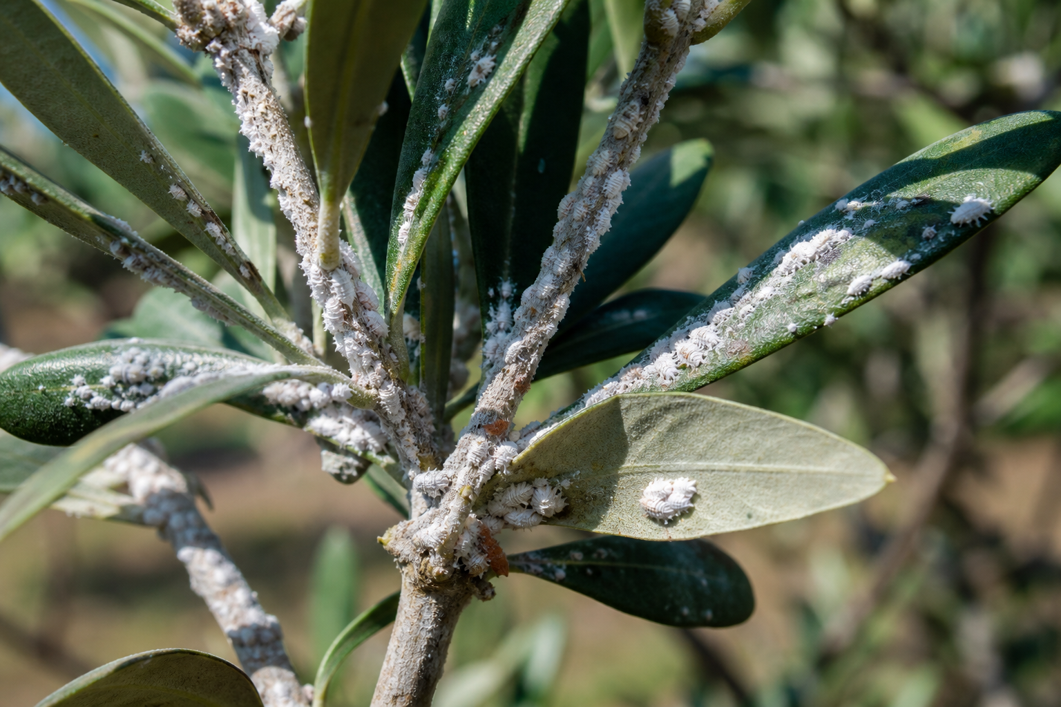 Gros plan sur un olivier, montrant des signes de cochenille farineuse sous forme de petits amas blancs cotonneux sur les feuilles et branches.