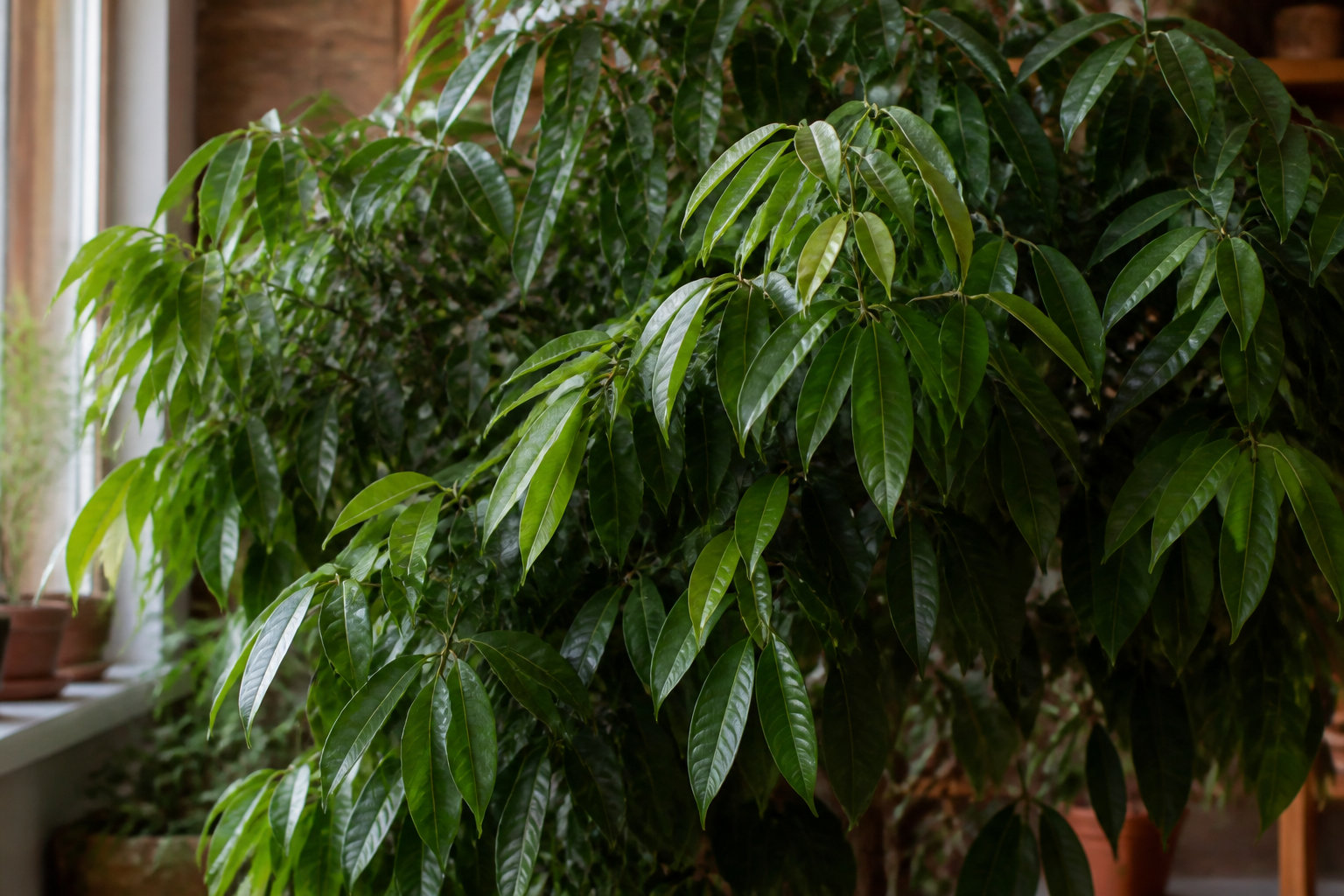 Feuilles brunes et fruits : gérer vos attentes