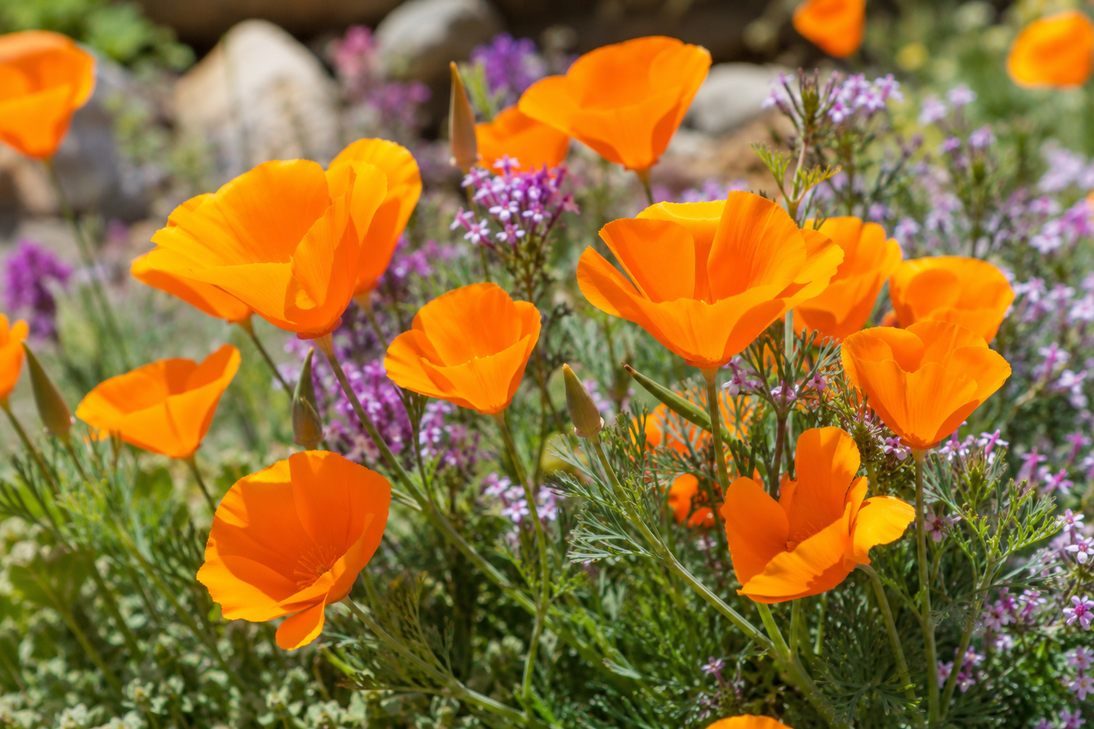 Un gros plan sur un pavot de Californie en pleine floraison, entouré d'autres fleurs dans un jardin ensoleillé.