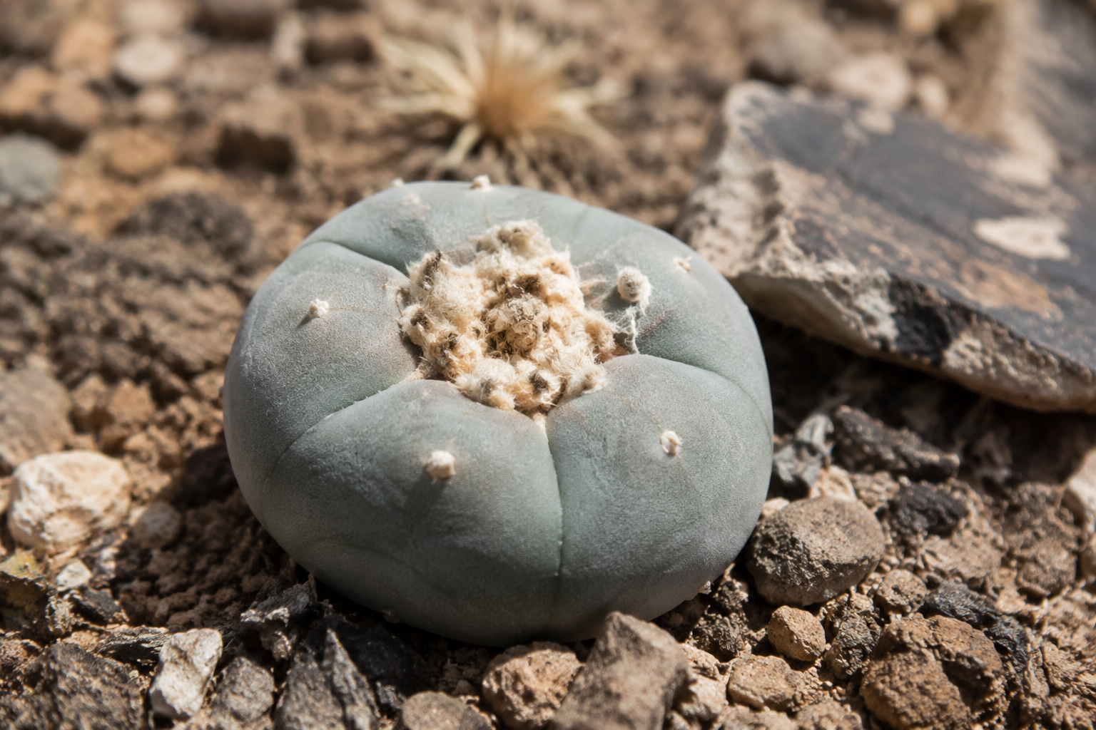 Peyotl Lophophora williamsii : comprendre ce cactus rare, son statut légal et ses particularités